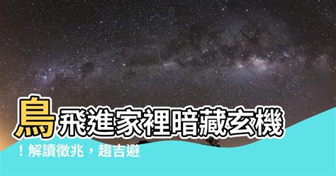 鳥飛進家裡代表什麼|家中飛鳥玄機解析